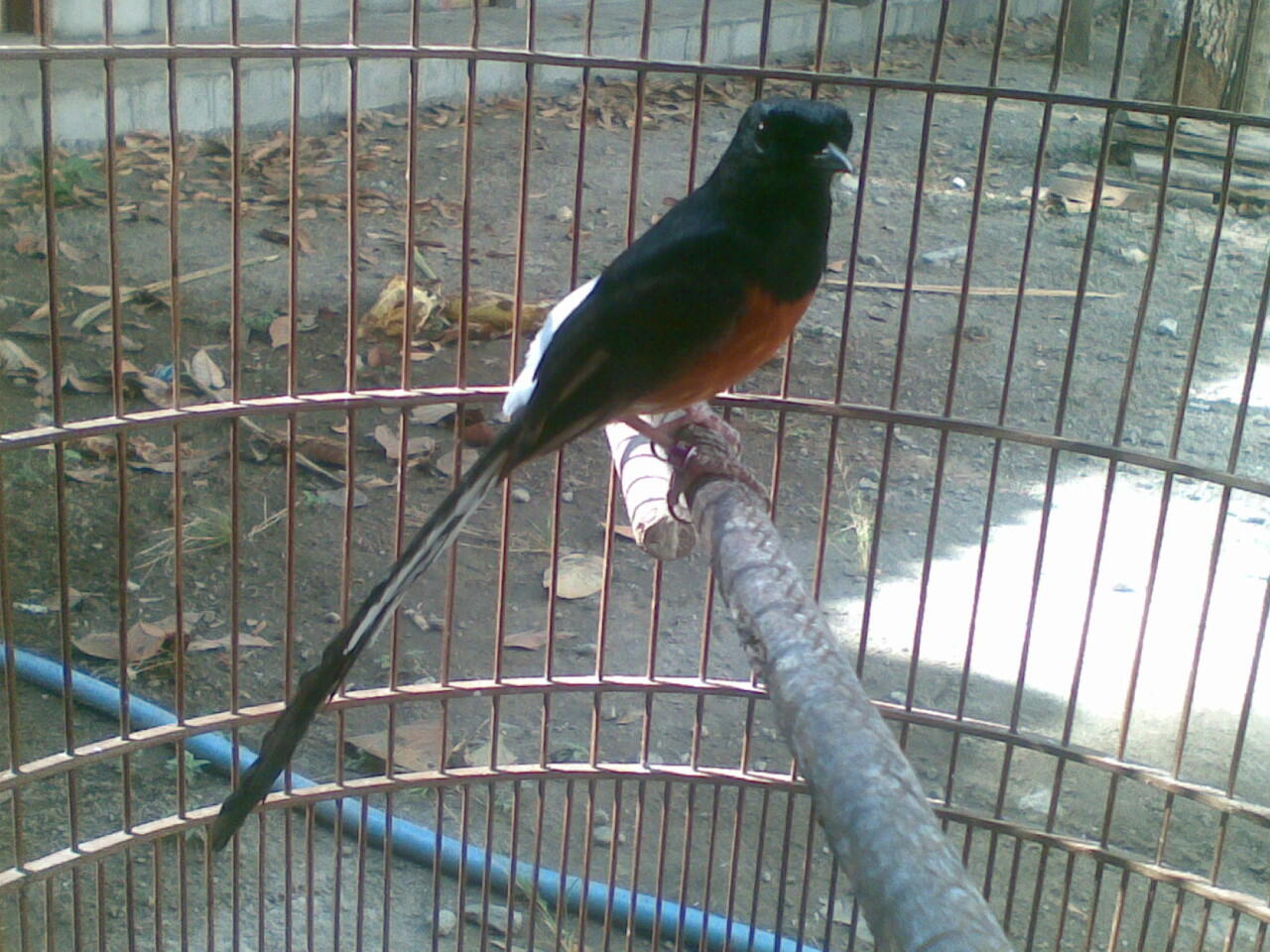 Murai Medan Super mantab