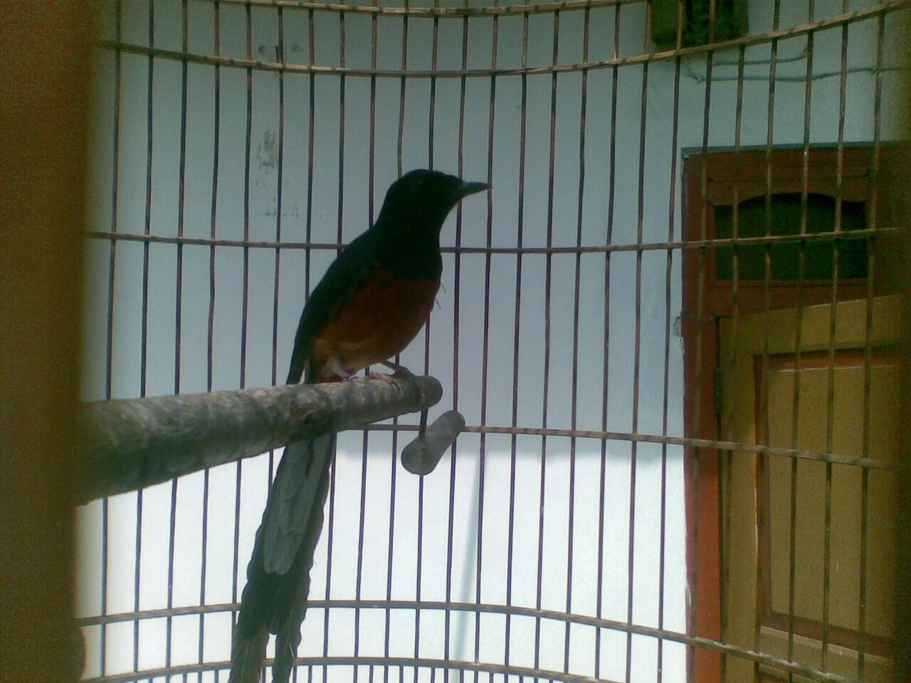 Murai Medan Super mantab