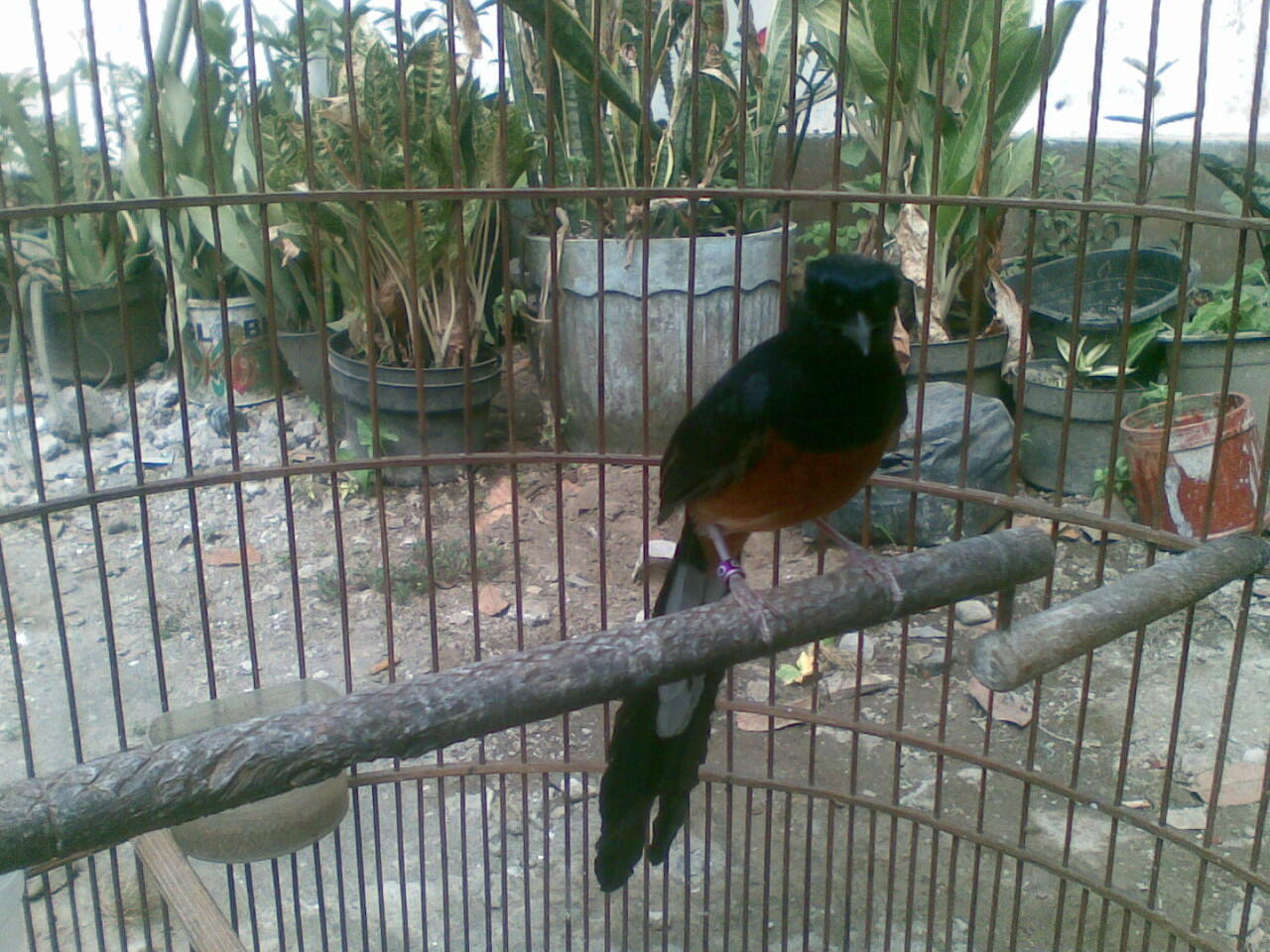 Murai Medan Super mantab