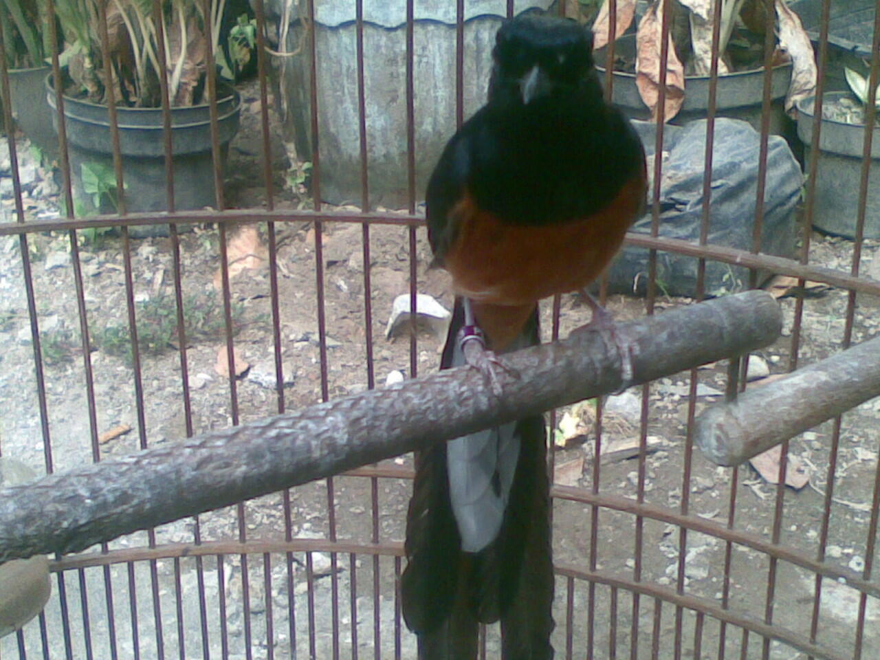 Murai Medan Super mantab