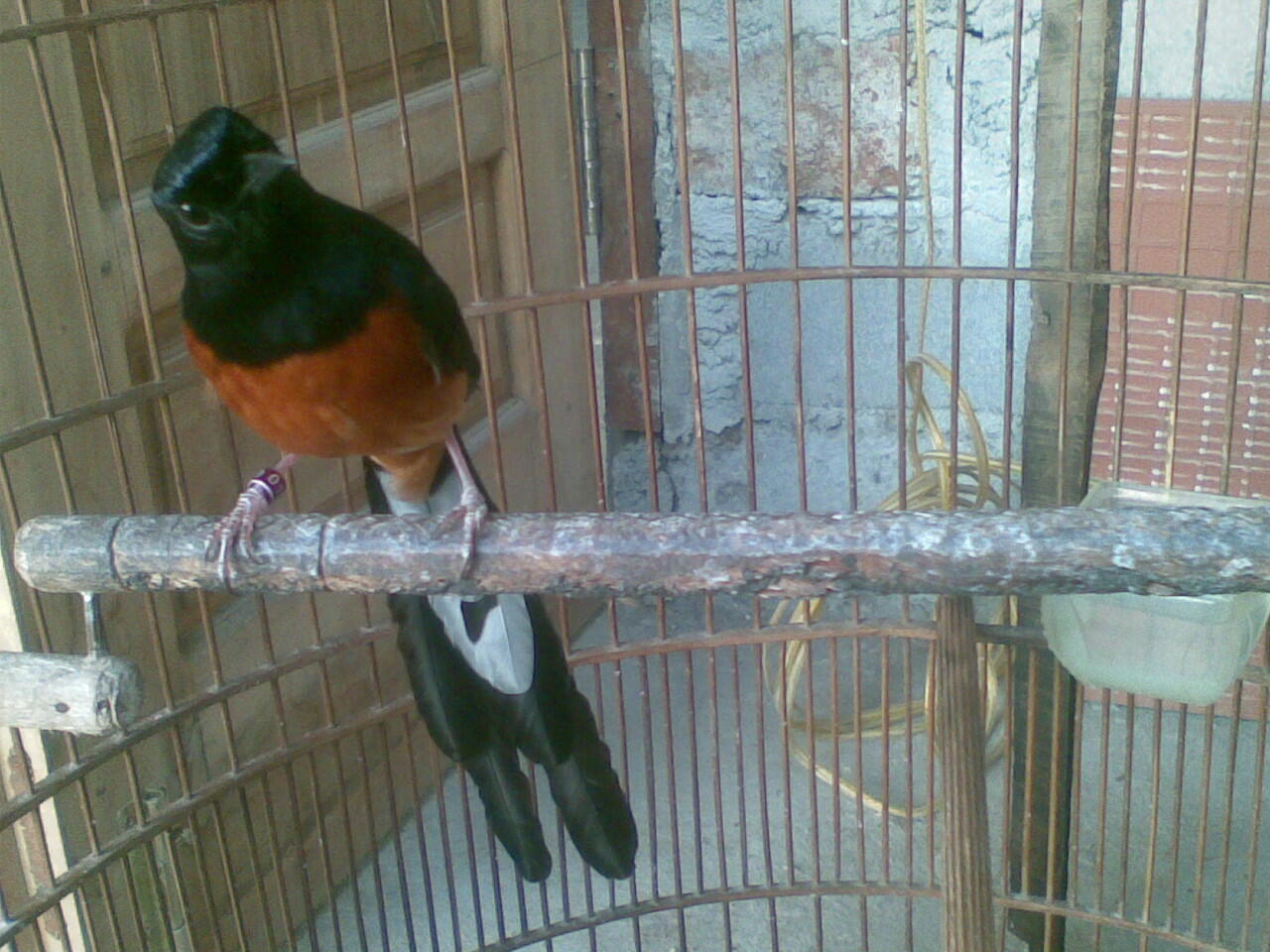 Murai Medan Super mantab