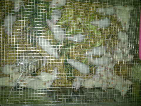 rat bandung