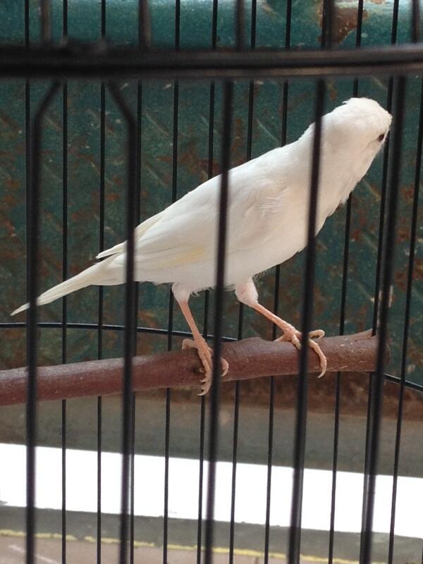 kenari lokal white umur 4bln + kandang