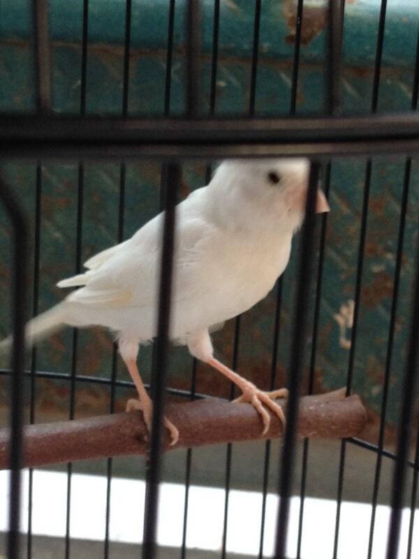 kenari lokal white umur 4bln + kandang