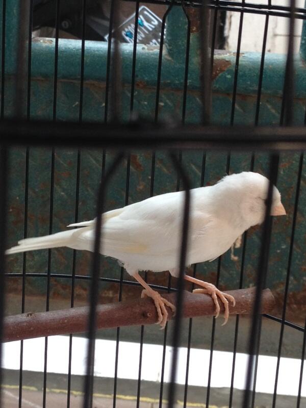 kenari lokal white umur 4bln + kandang