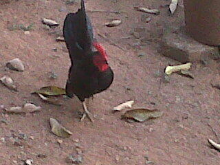Ayam seramah MURAH!!! TANGERANG