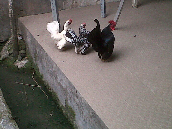 Ayam seramah MURAH!!! TANGERANG