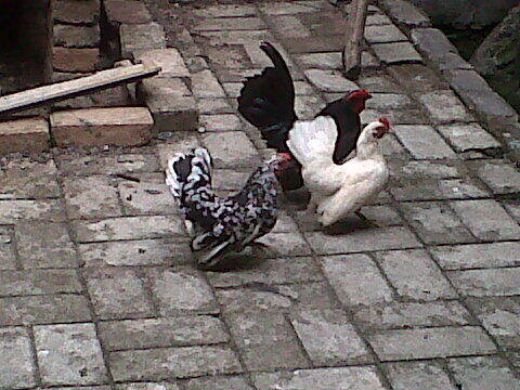 Ayam seramah MURAH!!! TANGERANG