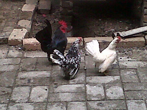 Ayam seramah MURAH!!! TANGERANG