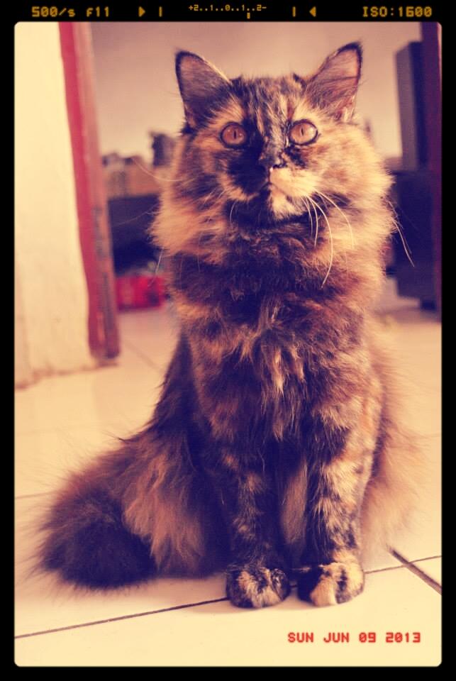 WTB kucing persia peaknose betina LH diutamakan tangerang