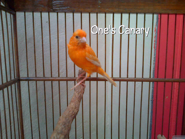 burung kenari