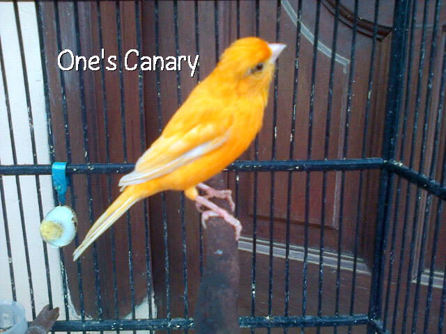 burung kenari