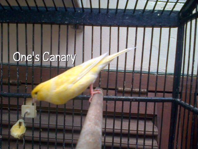 burung kenari