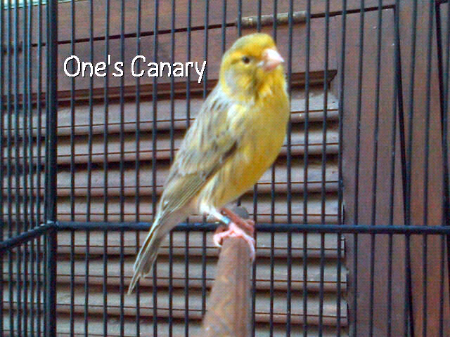 burung kenari