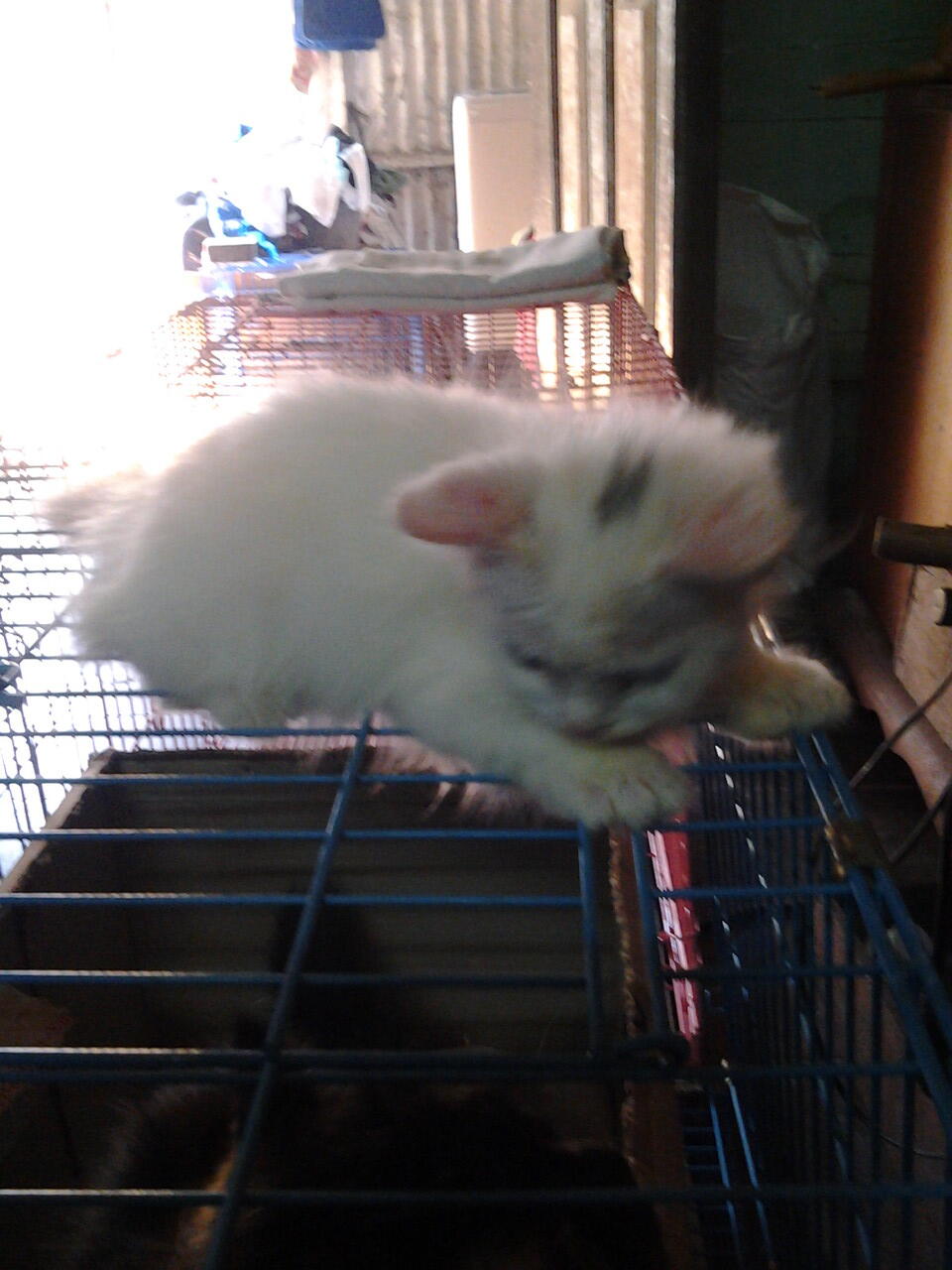 Kucing Persia Medium - Bojonegoro Jawa Timur