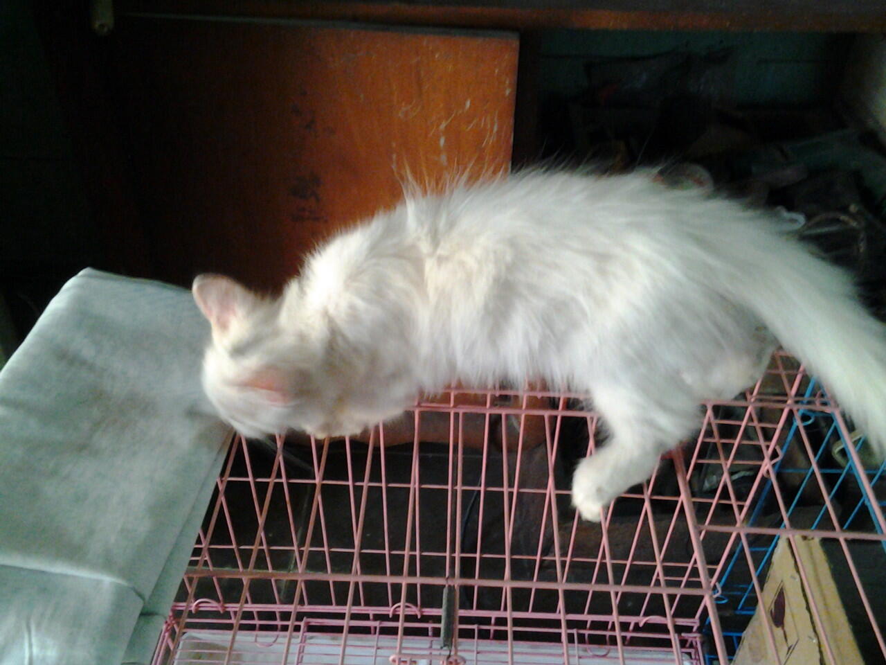 Kucing Persia Medium - Bojonegoro Jawa Timur