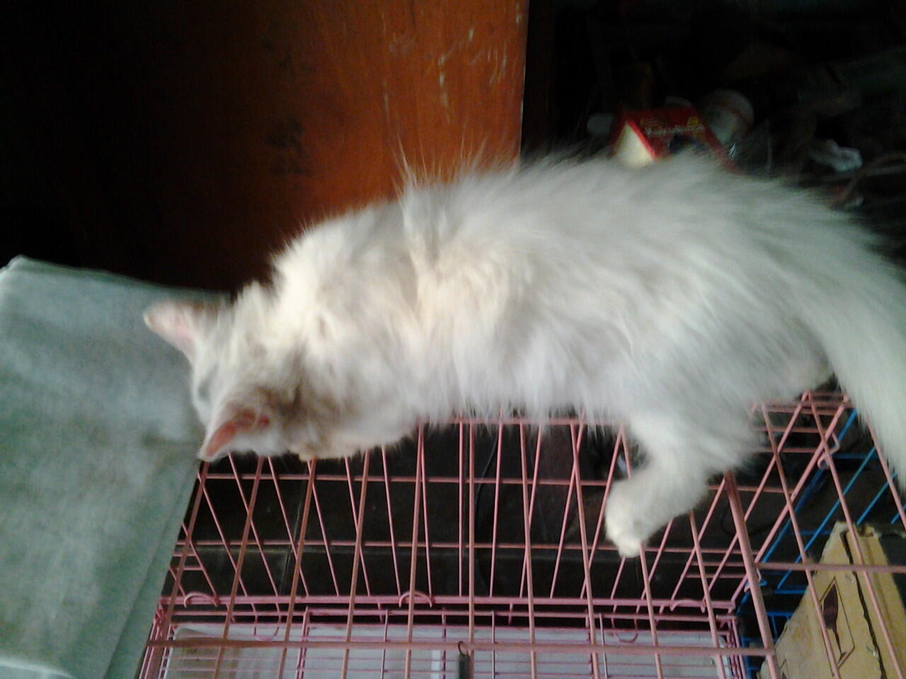 Kucing Persia Medium - Bojonegoro Jawa Timur