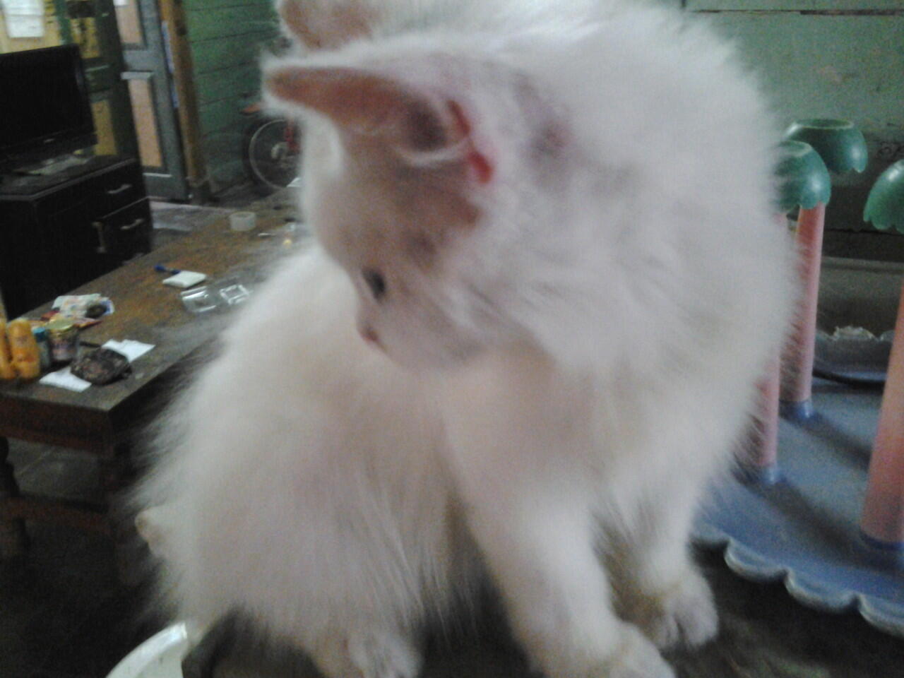 Kucing Persia Medium - Bojonegoro Jawa Timur
