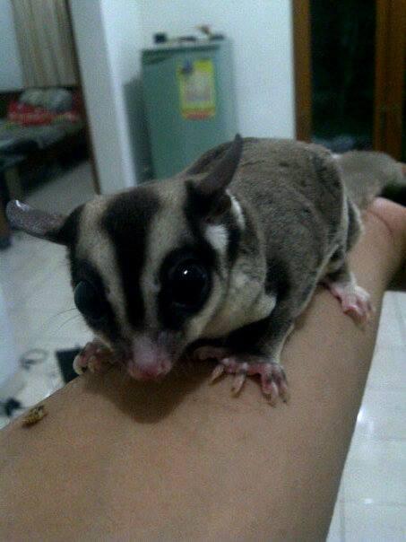 sugar glider sepasang cibinong