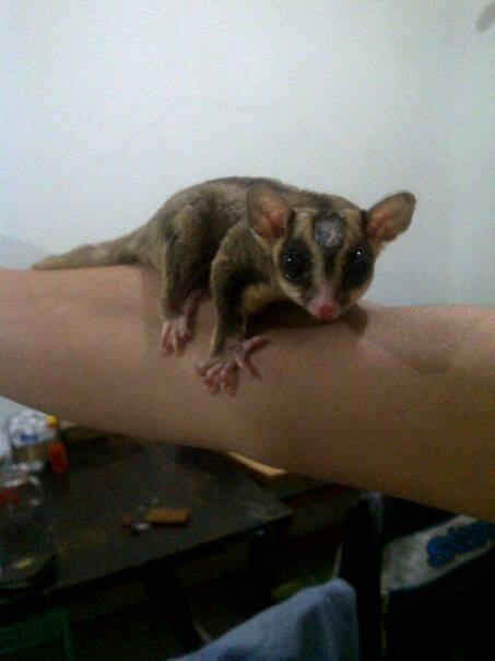 sugar glider sepasang cibinong