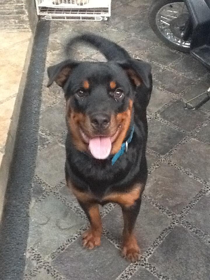 DIJUAL CEPAT ROTTWEILER!! MURAH 2 ekor!!!!