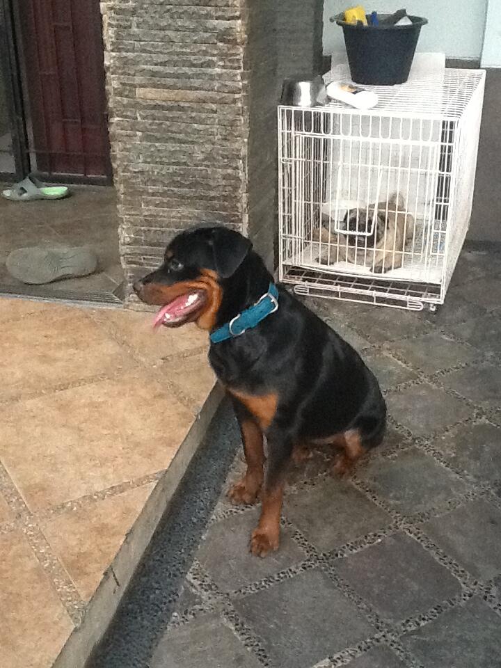 DIJUAL CEPAT ROTTWEILER!! MURAH 2 ekor!!!!