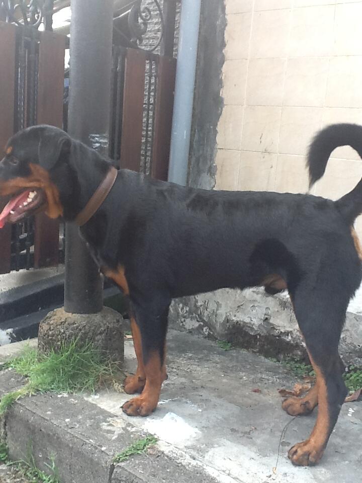 DIJUAL CEPAT ROTTWEILER!! MURAH 2 ekor!!!!