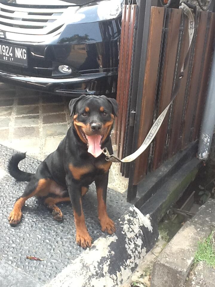 DIJUAL CEPAT ROTTWEILER!! MURAH 2 ekor!!!!