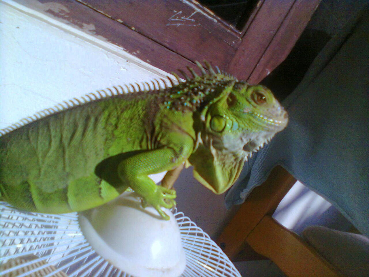 Green Iguana Bandung