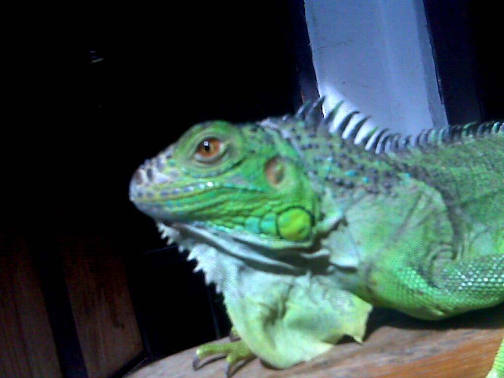 Green Iguana Bandung