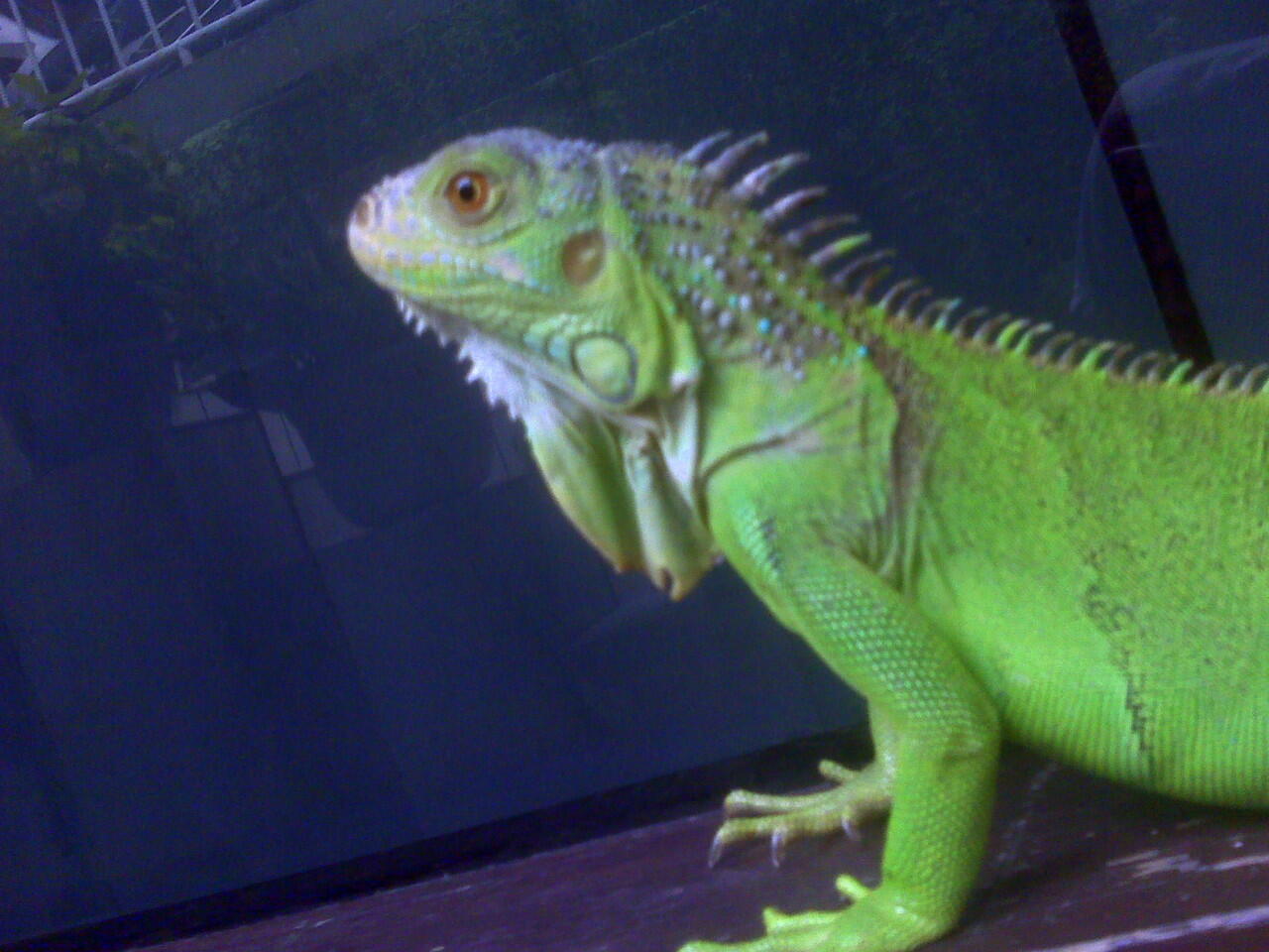 Green Iguana Bandung
