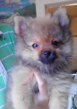 Dijual Pomeranian Cute!