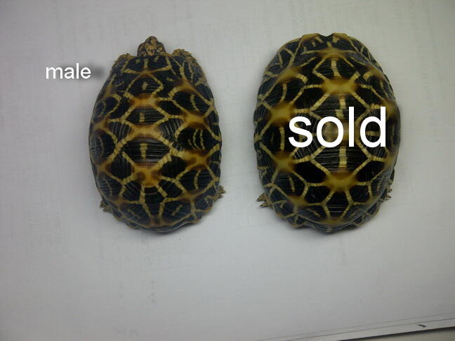 tortoise istar (indiana star) calon pair 9-10cm