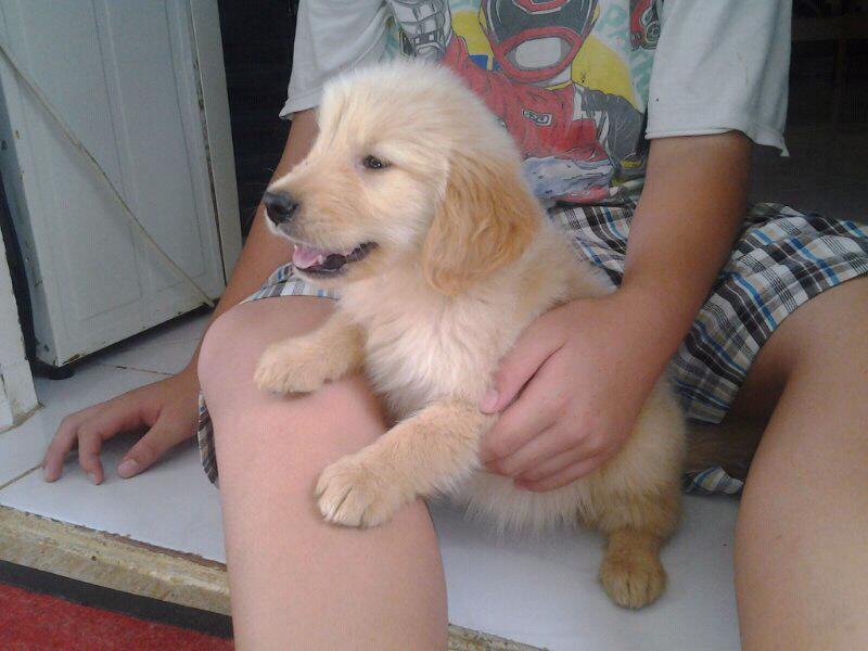 Hibah Golden Retriver