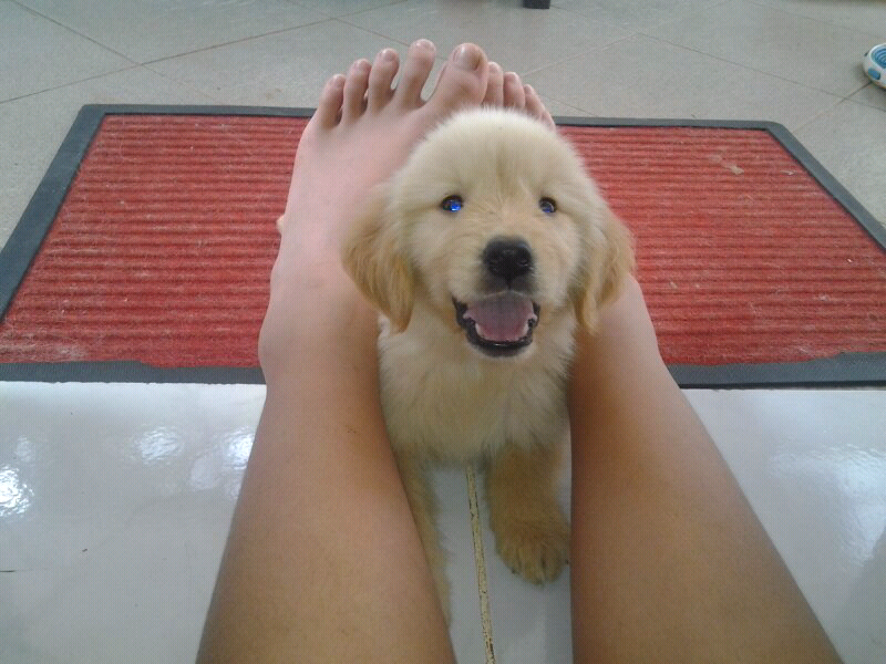 Hibah Golden Retriver