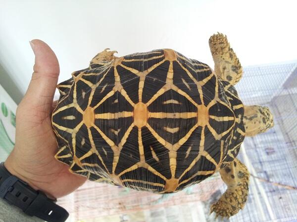 Indian Star High Yellow dan Motif Rapi ( Besar )