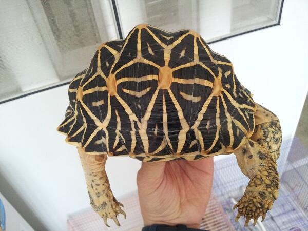 Indian Star High Yellow dan Motif Rapi ( Besar )