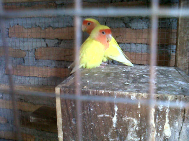 lovebird lutino mata merah sepasang indukan