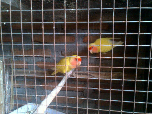 lovebird lutino mata merah sepasang indukan