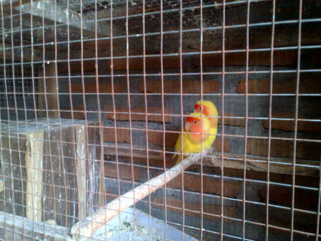 lovebird lutino mata merah sepasang indukan