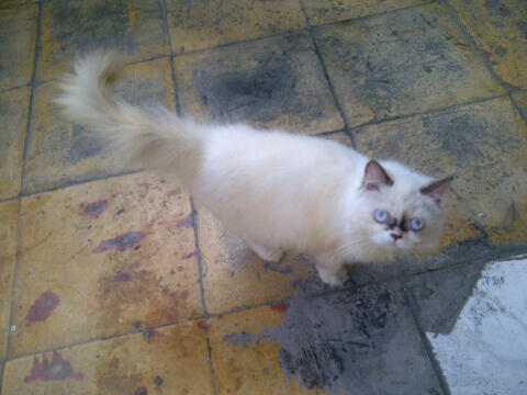 kitten himalayan betina unyu" masukkk