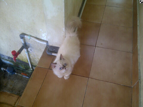 kitten himalayan betina unyu" masukkk