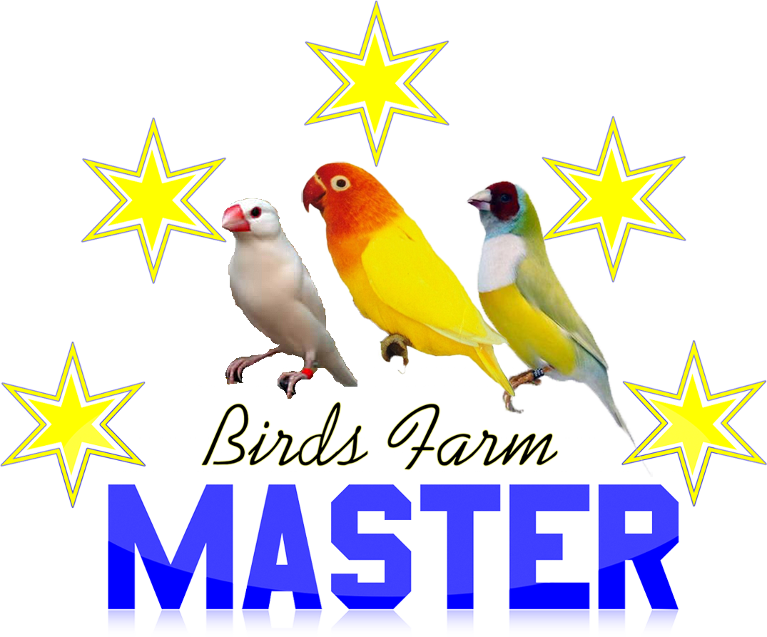Love Bird lutino