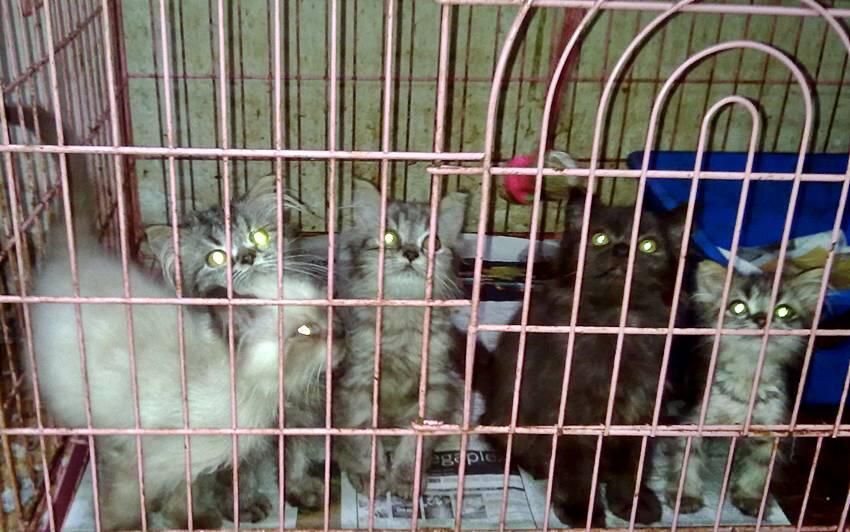 Kitten flat nosehimalayan dan Kitten maincoon import