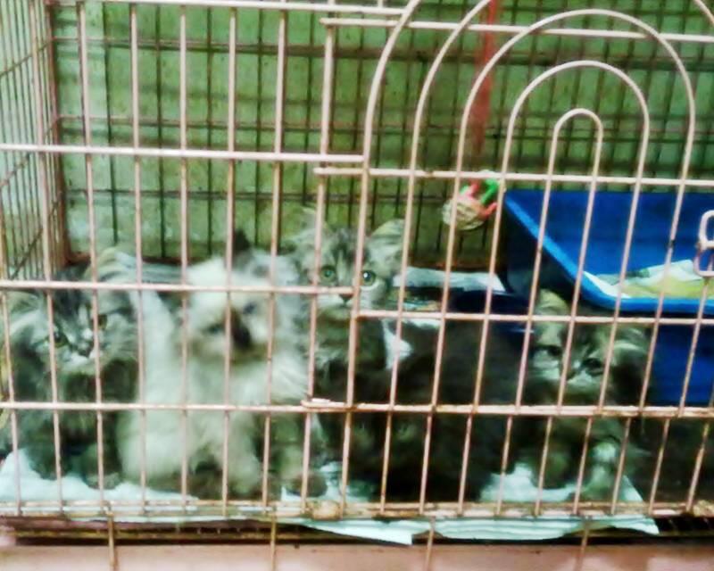 Kitten flat nosehimalayan dan Kitten maincoon import