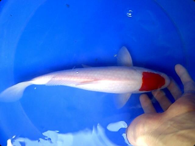 Ikan Koi pilihan Tancho, Shiro f1, Sowa Ginrin