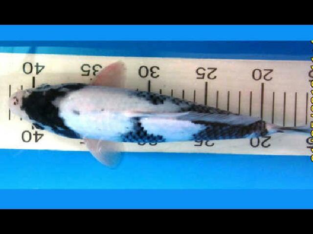 Ikan Koi pilihan Tancho, Shiro f1, Sowa Ginrin