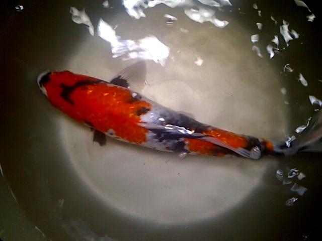 Ikan Koi pilihan Tancho, Shiro f1, Sowa Ginrin