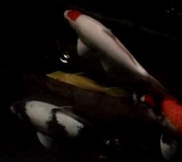 Ikan Koi pilihan Tancho, Shiro f1, Sowa Ginrin