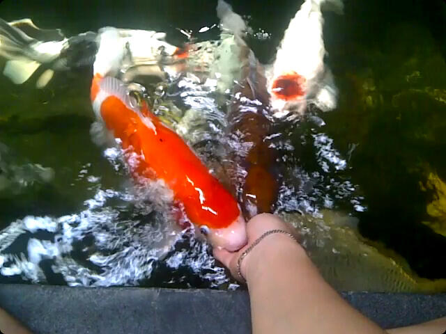 Ikan Koi pilihan Tancho, Shiro f1, Sowa Ginrin